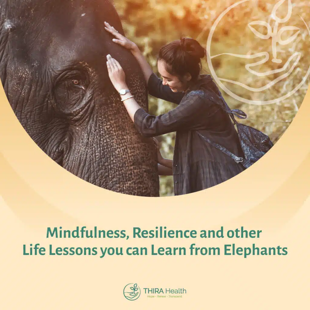 Lessons from Elephants